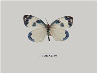 藏品(臺灣螢斑蛾蘭嶼亞種)的圖片